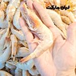 عکس میگو سایز 41-50 در کف دست برای نمایش اندازه واقعی – میگو سرتیز دریایی بوشهر